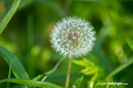 Photographe-Claude Bélanger photographe, Montreal photographe, Montréal, nature photo