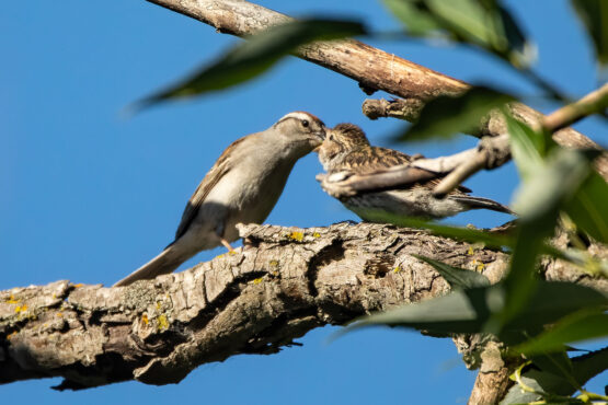 Photographe-Claude Bélanger photographe, Montreal photographe, Montréal, nature photo