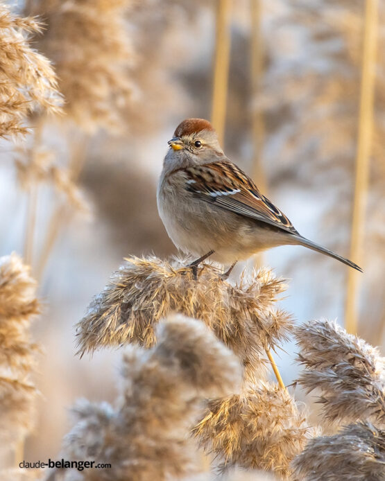 claude belanger photographe