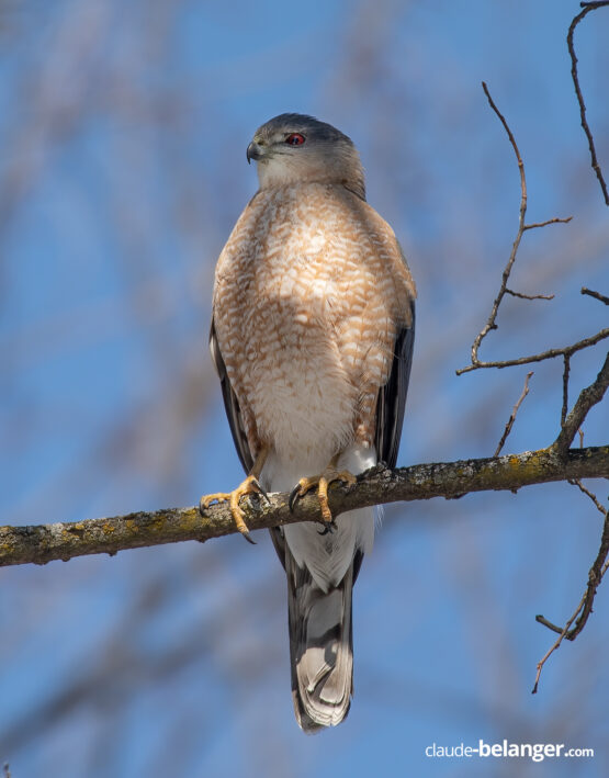 Photographe-Claude Bélanger photographe, Montreal photographe, Montréal, nature photo