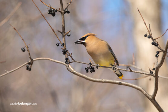 Photographe-Claude Bélanger photographe, Montreal photographe, Montréal, nature photo