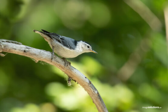 Photographe-Claude Bélanger photographe, Montreal photographe, Montréal, nature photo