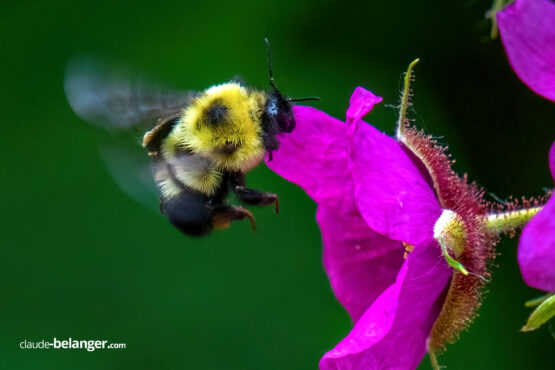 Claude Belanger photographe montreal
