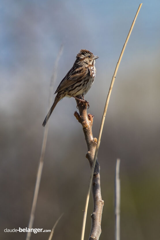Photographe-Claude Bélanger photographe, Montreal photographe, Montréal, nature photo