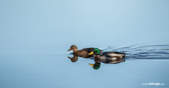 Photographe-Claude Bélanger photographe, Montreal photographe, Montréal, nature photo