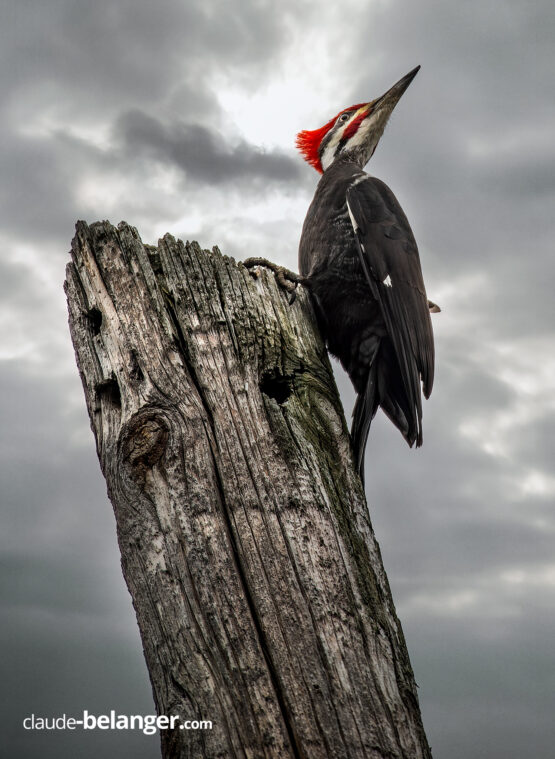 Photographe-Claude Bélanger photographe, Montreal photographe, Montréal, nature photo