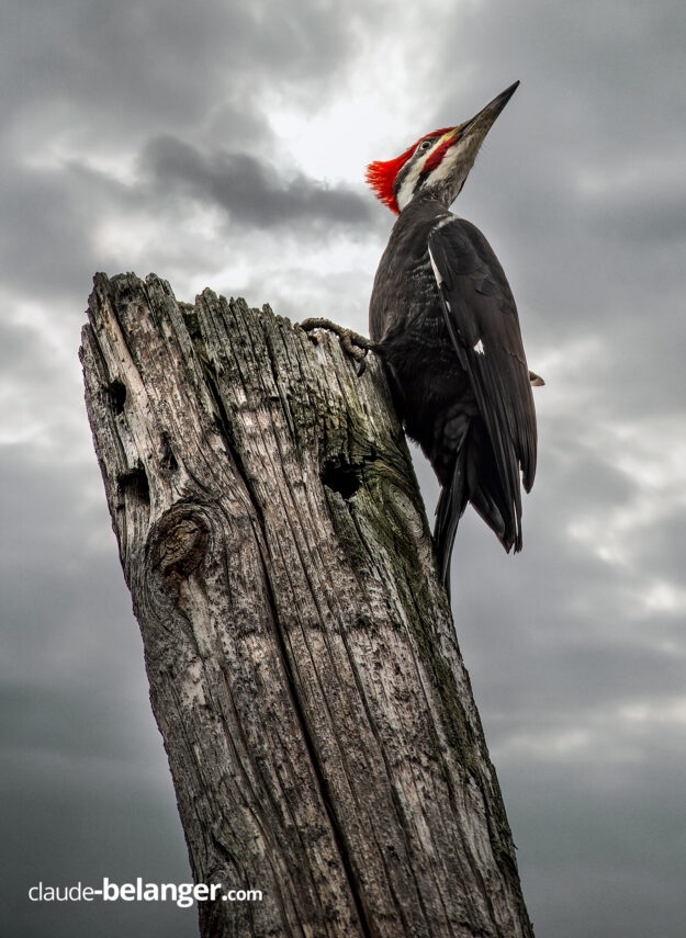 Grand-pic-par Claude Bélanger photographe Photographe-Claude Bélanger photographe, Montreal photographe, Montréal, nature photo