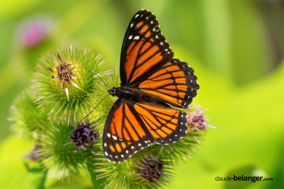 Claude Belanger photographe montreal