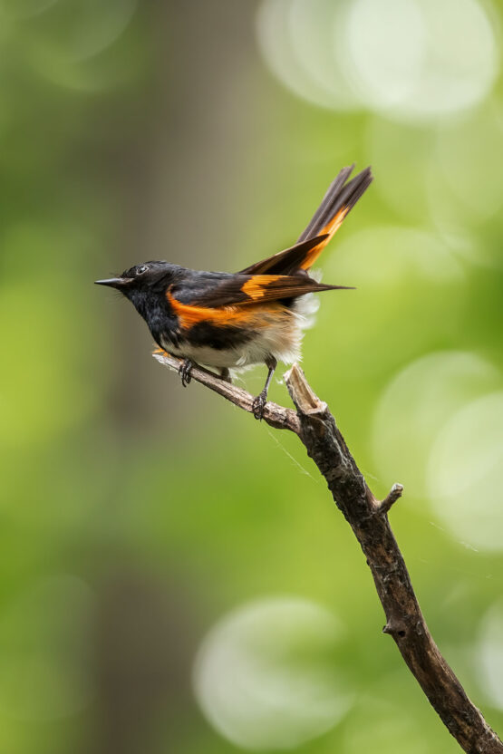 Photographe-Claude Bélanger photographe, Montreal photographe, Montréal, nature photo
