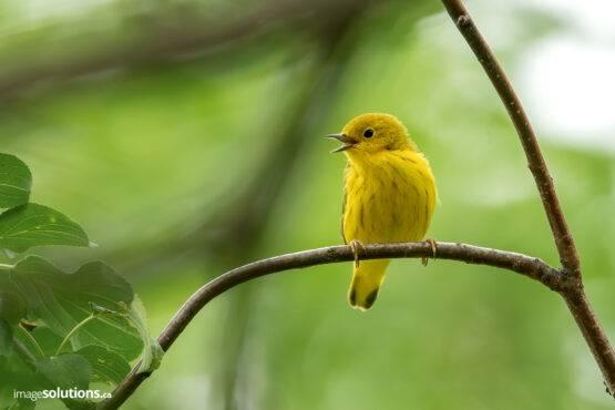 Photographe-Claude Bélanger photographe, Montreal photographe, Montréal, nature photo