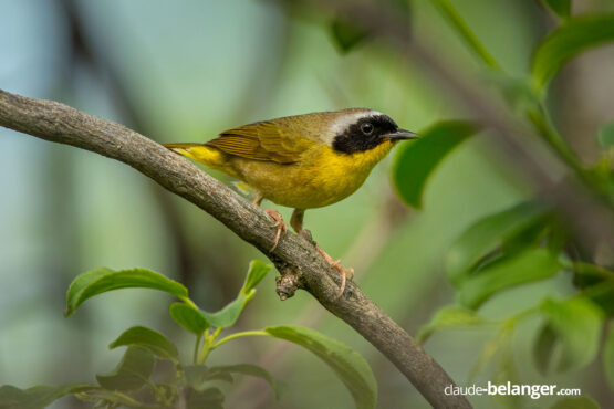Photographe-Claude Bélanger photographe, Montreal photographe, Montréal, nature photo