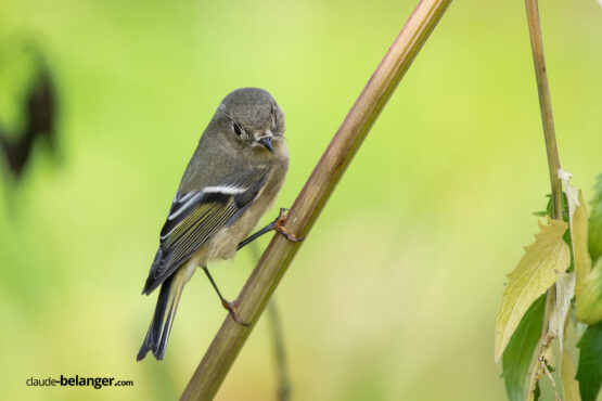 Photographe-Claude Bélanger photographe, Montreal photographe, Montréal, nature photo