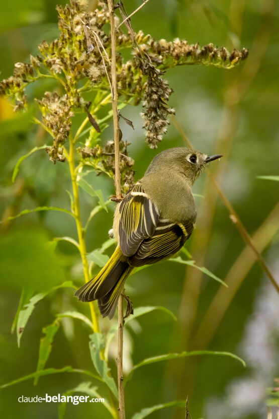 Photographe-Claude Bélanger photographe, Montreal photographe, Montréal, nature photo